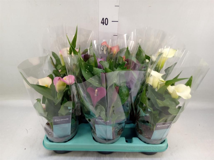 <h4>Zantedeschia   ...mix</h4>