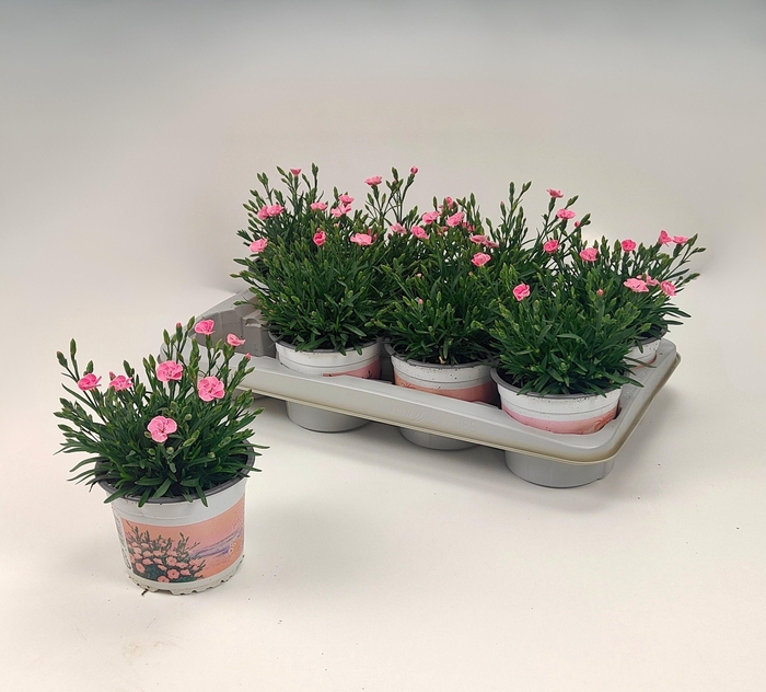 <h4>DIAN DI PEACH PARTY</h4>