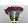 Allium Sphaerocephalon