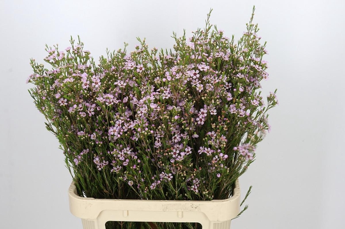 <h4>Chamelaucium Early Nir</h4>