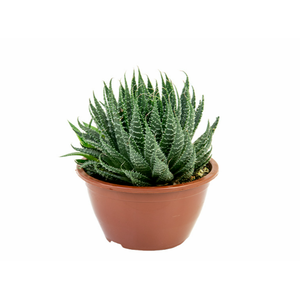ALOE ARISTATA C13