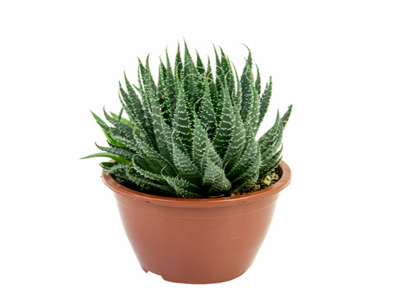 <h4>ALOE ARISTATA C13</h4>