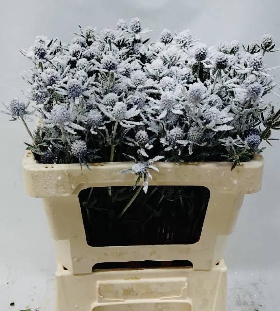 <h4>ERYN PL OV KLB H%</h4>