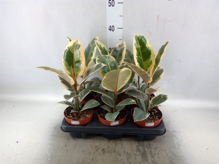 <h4>Ficus elastica 'Tineke'</h4>