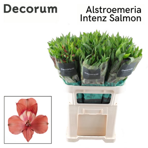 <h4>Alstr Intenz Salmon Decorum T2G</h4>