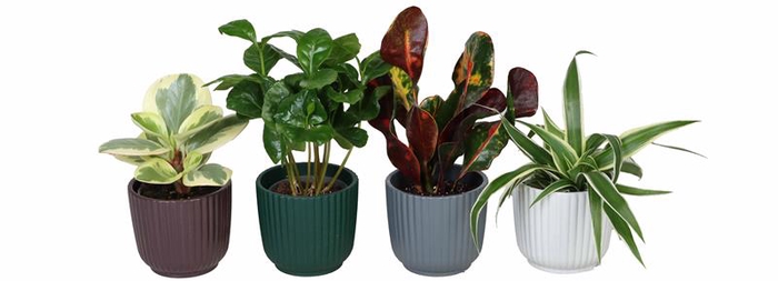 L 67322 w. Green mix P6