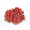 Kaaps Groen Brunia Fraga (Clusterstar Raspberry)