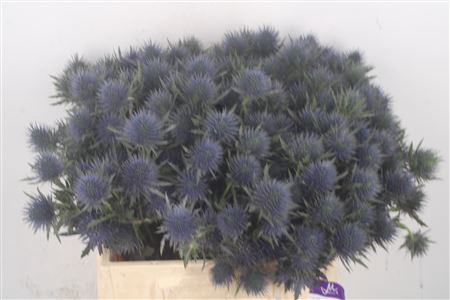 <h4>Eryngium Magnetar Qstar</h4>