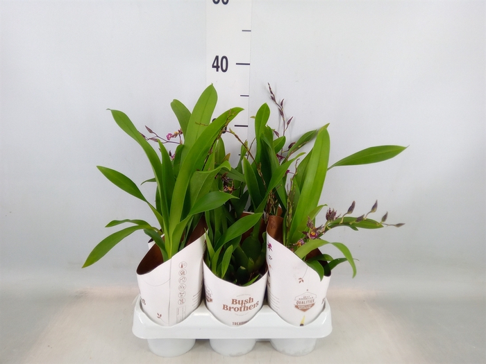 <h4>Brassia  'Summer Dream'</h4>