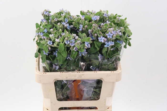 <h4>Oxy Co Tan Pure Blu</h4>