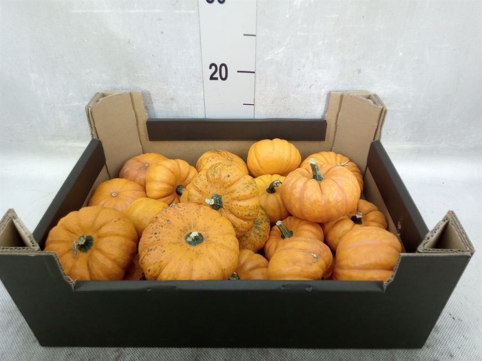 Cucurbita