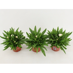 Bracteantha Dreamtime Jumbo White