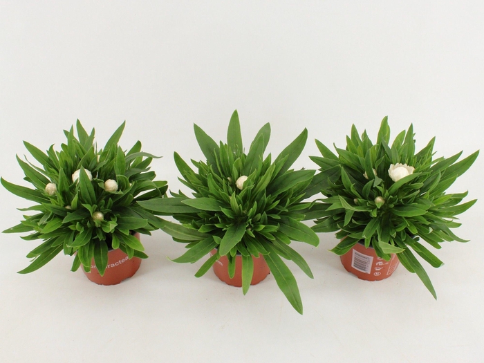 <h4>Bracteantha Dreamtime Jumbo White</h4>