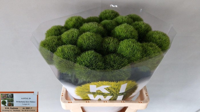 <h4>DI BARB KIWI MELLOW</h4>