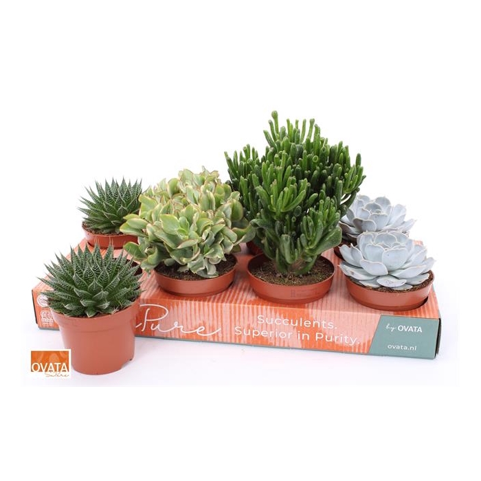 <h4>Succulent mixed 4 sorts 12Ø 12cm</h4>