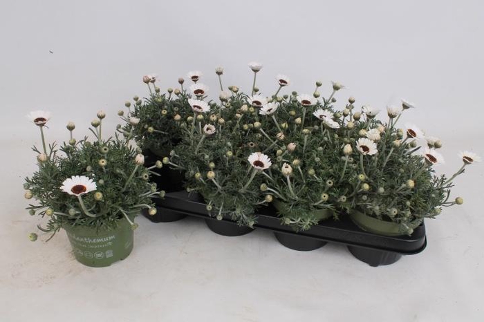 <h4>RHODAN CASABLANCA</h4>