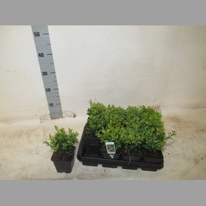 BUXU SEMPERVIRENS