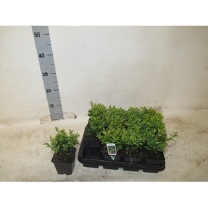 BUXU SEMPERVIRENS