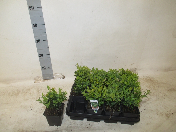 <h4>BUXU SEMPERVIRENS</h4>