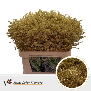 Solidago Colored GOLD