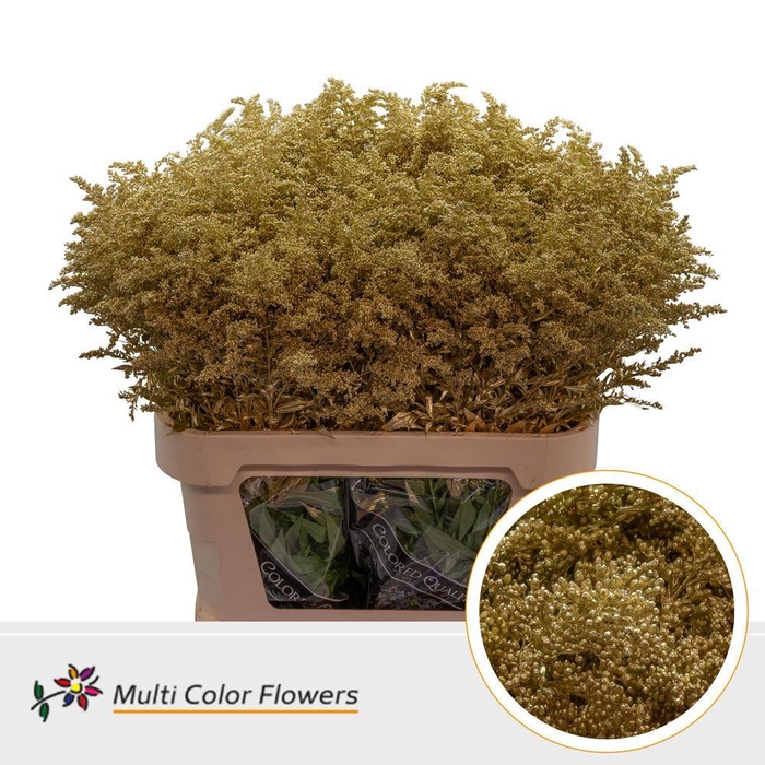 <h4>Solidago   ...colored  H%</h4>