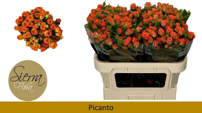 <h4>R Tr Picanto</h4>