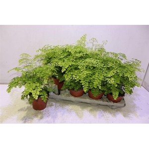 Adian Rad Fragrans