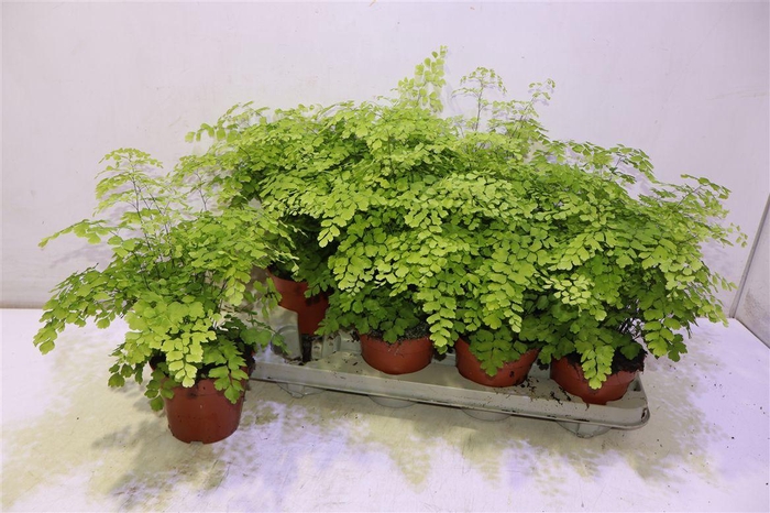 <h4>Adian Rad Fragrans</h4>