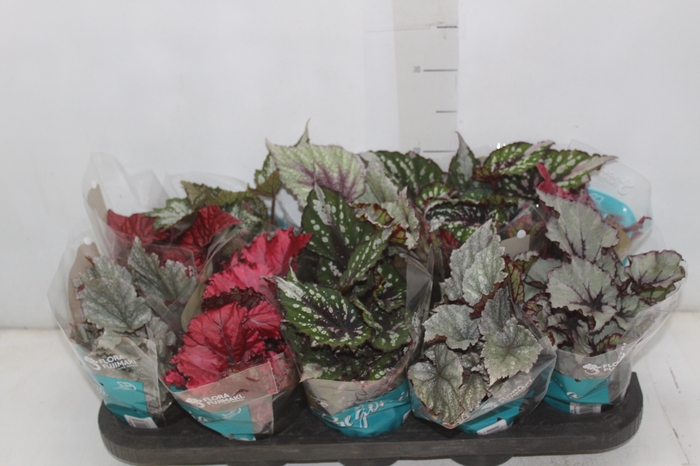 <h4>BEGONIA BELEAF P11 PO</h4>
