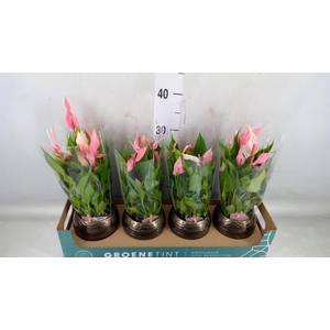 Anthurium andr. 'Lilli'