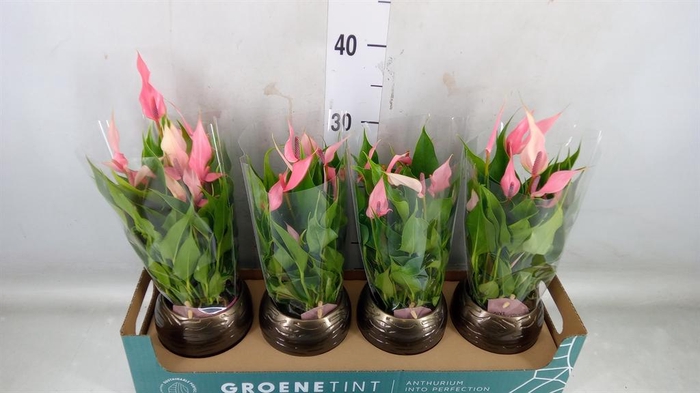 <h4>Anthurium andr. 'Lilli'</h4>