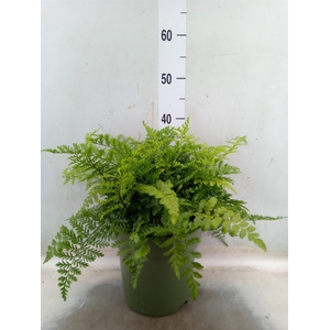 Asplenium  'Parvati'