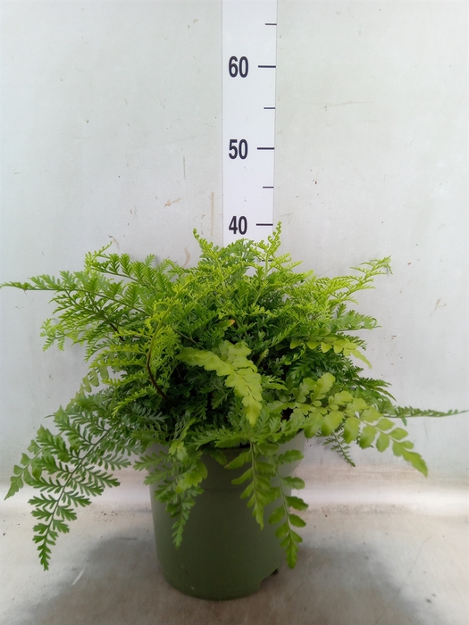 <h4>Asplenium  'Parvati'</h4>