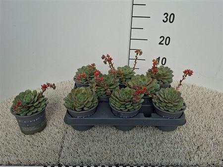 <h4>Echev Dondo</h4>