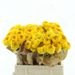 Ran Su Omega Yellow (fr)