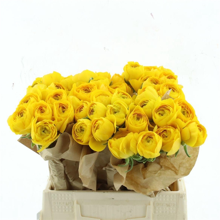 <h4>Ran Su Omega Yellow Extra (fr)</h4>