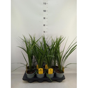 Cordyline indivisa 'Peko'