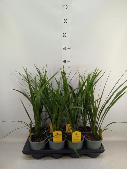 <h4>Cordyline indivisa 'Peko'</h4>