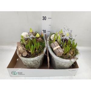 Arr.   Bol/Knolgewas L%