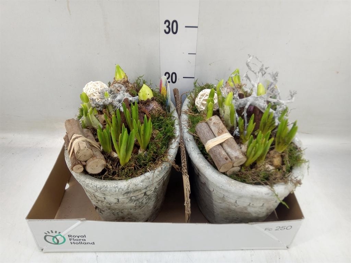 <h4>Arr.   Bol/Knolgewas L%</h4>