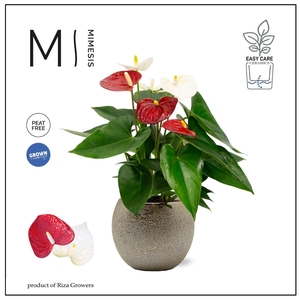 Mimesis Anthurium KARMA Rood Wit Duo - Bubbly Gold