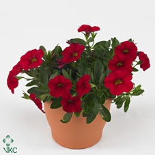 Calibrachoa Red