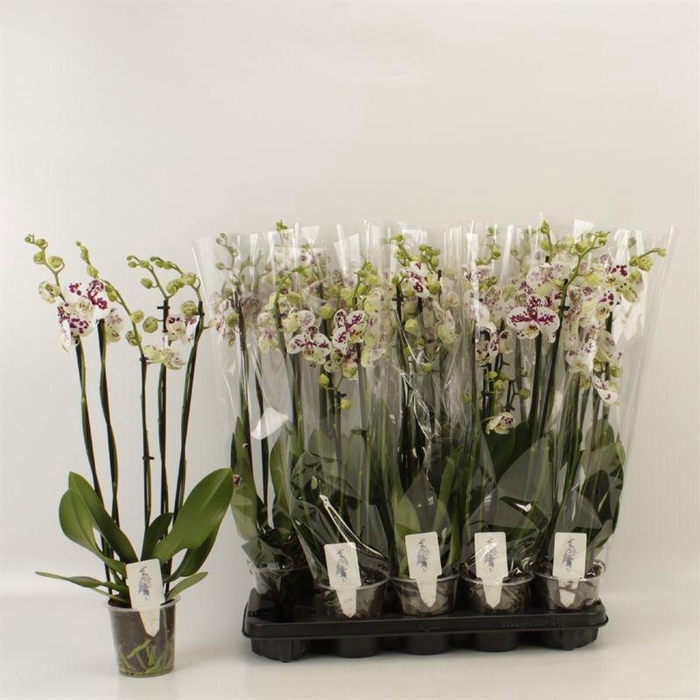 <h4>PHAL AN MARRAKESH</h4>