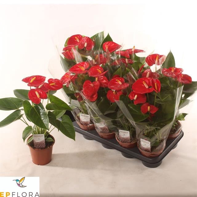 <h4>Anthurium Andr. Mauii Red</h4>