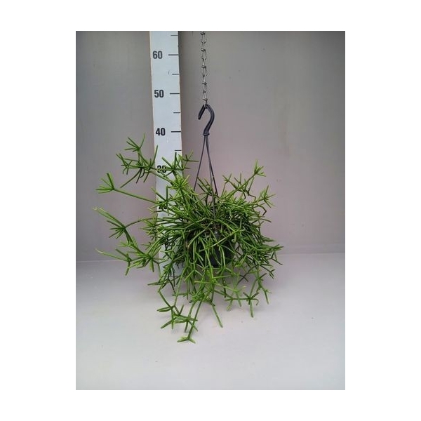 <h4>Rhipsalis prismatica grof</h4>