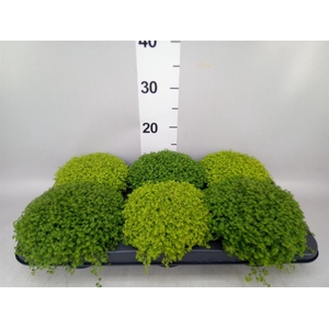 Soleirolia soleirolii   ...mix 2