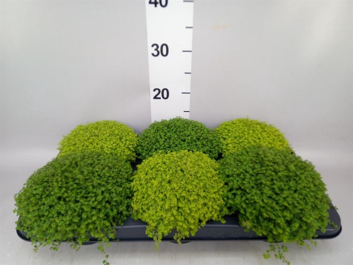 <h4>Soleirolia soleirolii   ...mix 2</h4>