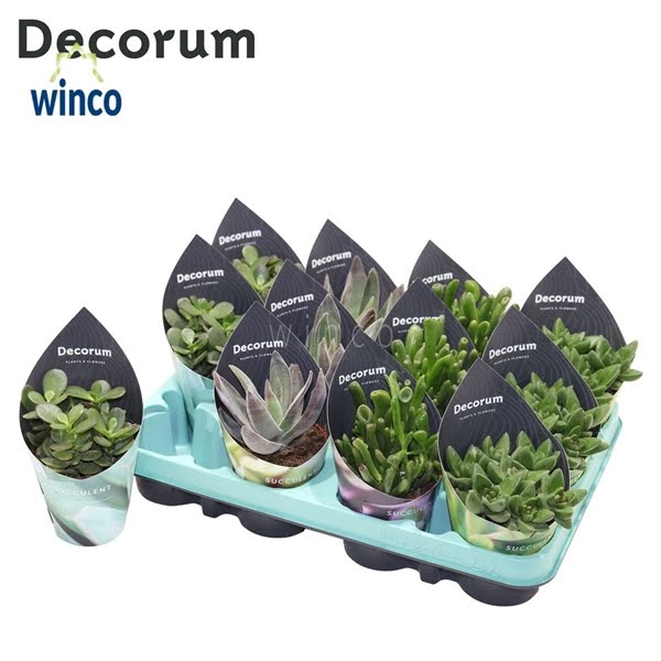 <h4>Crassula Mix (4spc.) (decorum)</h4>