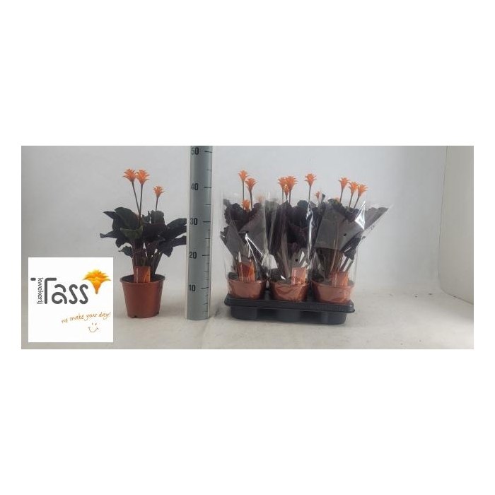 <h4>CALAT CROCATA</h4>