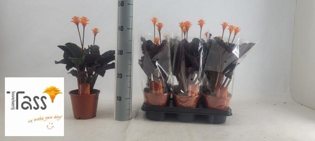 <h4>CALAT CROCATA</h4>